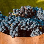 Vinič hroznorodý (Vitis vinifera) ‘LEON MILLOT´ – výška 25–35 cm, kont. P9/P11